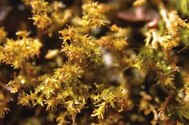 Attēlu rezultāti vaicājumam “Eurhynchiastrum pulchellum macro”