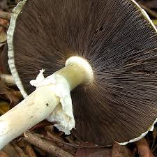 Attēlu rezultāti vaicājumam “Agaricus”