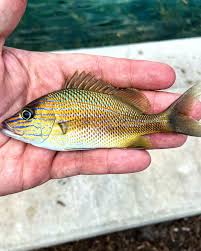 Image result for Haemulon plumierii