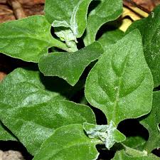 Image result for Neuseeländer Salat