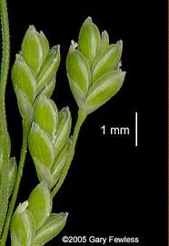 Attēlu rezultāti vaicājumam “Glyceria striata”