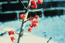 Attēlu rezultāti vaicājumam “Euonymus europaeus bud”