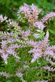 Attēlu rezultāti vaicājumam “Sedum pallidum flower”