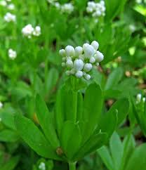 Attēlu rezultāti vaicājumam “Oenothera rubricauli flower”