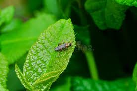 Attēlu rezultāti vaicājumam “Cantharis nigricans”