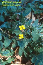 Attēlu rezultāti vaicājumam “Diplotaxis muralis fruit”