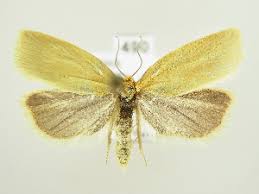 Attēlu rezultāti vaicājumam “Aphelia viburniana”