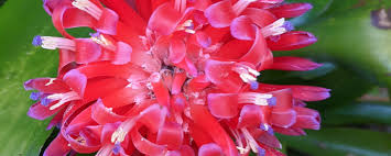 Attēlu rezultāti vaicājumam “Collaria rubens stalked”