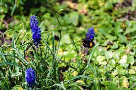 Attēlu rezultāti vaicājumam “Muscari botryoides flower”