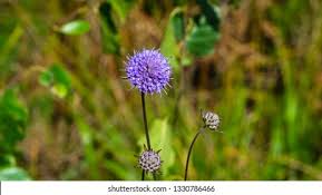 Attēlu rezultāti vaicājumam “Succisa pratensis bud”