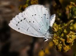 Attēlu rezultāti vaicājumam “Celastrina argiolus underside”