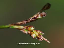 Attēlu rezultāti vaicājumam “Carex digitata fruit”