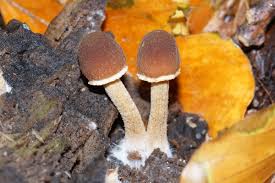 Attēlu rezultāti vaicājumam “Psathyrella pygmaea”