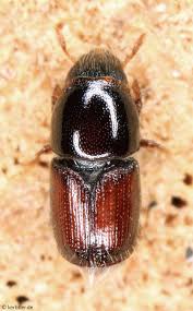 Attēlu rezultāti vaicājumam “Scolytidae”