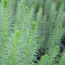 Attēlu rezultāti vaicājumam “Hippuris vulgaris”