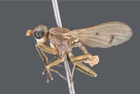 Attēlu rezultāti vaicājumam “Cribraria ferruginea macro”