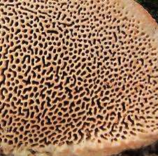 Attēlu rezultāti vaicājumam “Antrodia malicola”