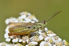 Attēlu rezultāti vaicājumam “Chortippus sp.”