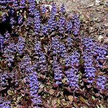 Attēlu rezultāti vaicājumam “Ajuga reptans flower”
