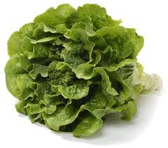 Attēlu rezultāti vaicājumam “Lactuca sativa”