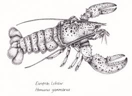 Image result for Homarus gammarus