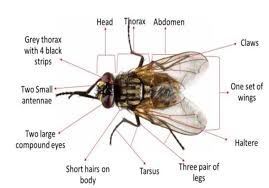 Attēlu rezultāti vaicājumam “Musca domestica”