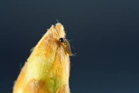 Attēlu rezultāti vaicājumam “Favonius quercus underside”