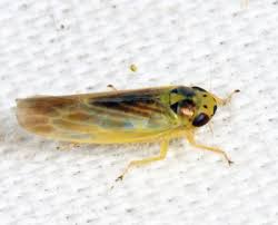 Attēlu rezultāti vaicājumam “Macrosteles nymph”