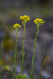 Attēlu rezultāti vaicājumam “Helichrysum arenarium leaf”