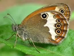 Attēlu rezultāti vaicājumam “Coenonympha arcania underside”