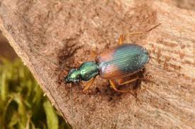 Attēlu rezultāti vaicājumam “Anchomenus dorsalis”