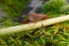 Attēlu rezultāti vaicājumam “Chaetopteryx villosa”