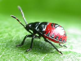 Attēlu rezultāti vaicājumam “Zicrona caerulea nymph”