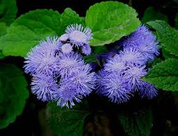 Image result for Ageratum mexicanum