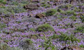 Image result for Levkoje