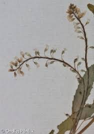 Attēlu rezultāti vaicājumam “Melilotus wolgicus flower”