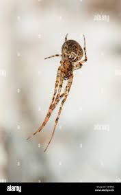 Attēlu rezultāti vaicājumam “Metellina merianae”