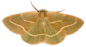 Attēlu rezultāti vaicājumam “Hylaea fasciaria”