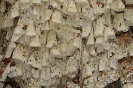 Attēlu rezultāti vaicājumam “Antrodia”