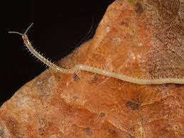 Attēlu rezultāti vaicājumam “Geophilidae”