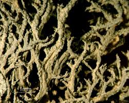 Attēlu rezultāti vaicājumam “Evernia mesomorpha”