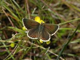 Attēlu rezultāti vaicājumam “Aricia artaxerxes”