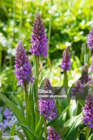 Attēlu rezultāti vaicājumam “Dactylorhiza majalis subsp. baltica flower”