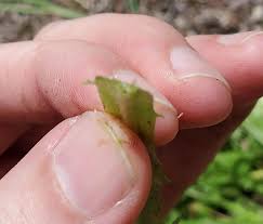 Attēlu rezultāti vaicājumam “Hypochaeris radicata bud”