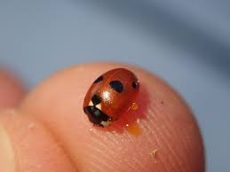 Attēlu rezultāti vaicājumam “Coccinella quinquepunctata”