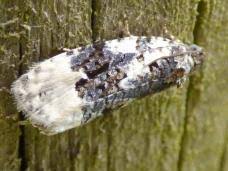 Attēlu rezultāti vaicājumam “Apotomis betuletana”