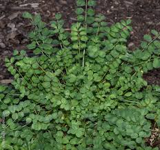 Image result for Pimpinella saxifraga