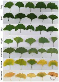Attēlu rezultāti vaicājumam “Ginkgo biloba leaf”