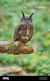 Attēlu rezultāti vaicājumam “Bubo bubo adult”