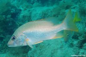 Image result for Lutjanus jocu